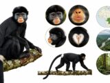 Khám Phá Chuyên Sâu Về Loài Khỉ Mới Tại Congo: Bí Ẩn Và Nguy Cơ Tuyệt Chủng