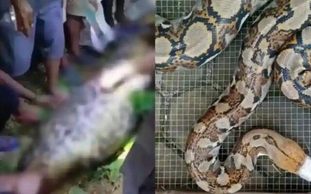 Thảm Kịch Đáng Sợ Tại Indonesia: Người Đàn Ông Bị Trăn Gấm Nuốt Chửng
