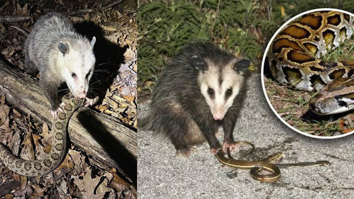 Khám Phá Khả Năng Đặc Biệt Của Loài Opossum: Từ Giả Chết Đến Kháng Độc Rắn Chuông
