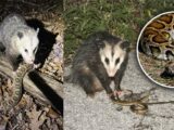 Khám Phá Khả Năng Đặc Biệt Của Loài Opossum: Từ Giả Chết Đến Kháng Độc Rắn Chuông