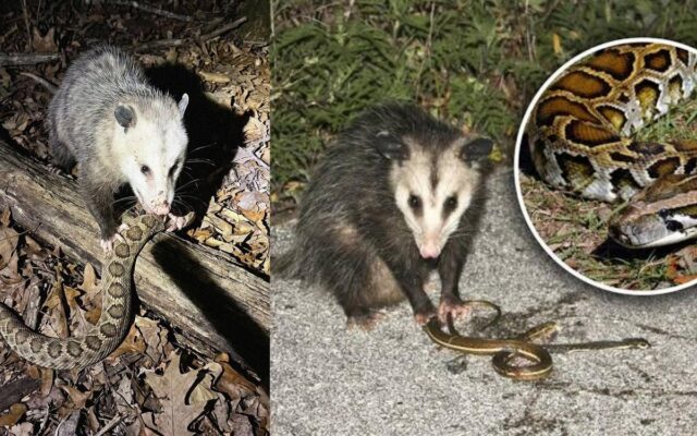 Khám Phá Khả Năng Đặc Biệt Của Loài Opossum: Từ Giả Chết Đến Kháng Độc Rắn Chuông