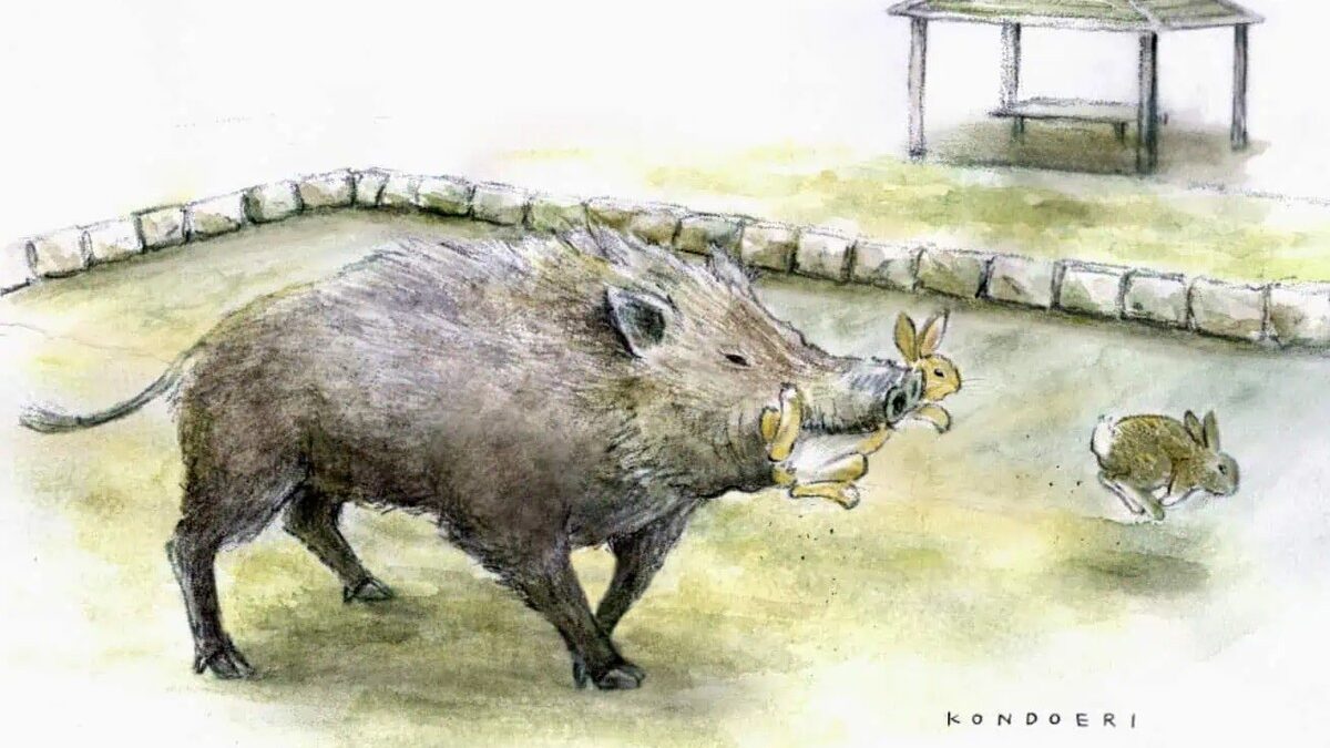 Sự Thay Đổi Sinh Thái Trên Đảo Thỏ: Lợn Rừng Bắt Đầu Săn Thỏ Tại Okunoshima