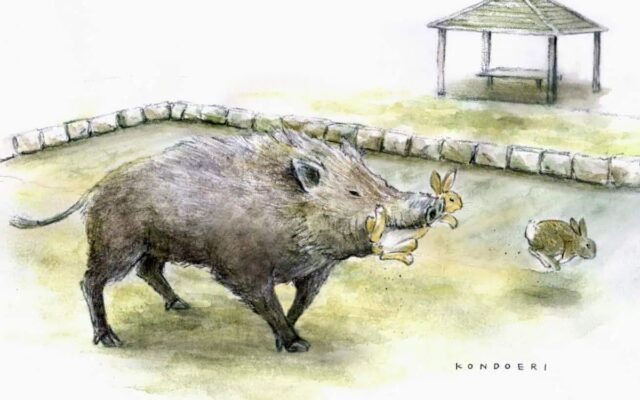 Sự Thay Đổi Sinh Thái Trên Đảo Thỏ: Lợn Rừng Bắt Đầu Săn Thỏ Tại Okunoshima