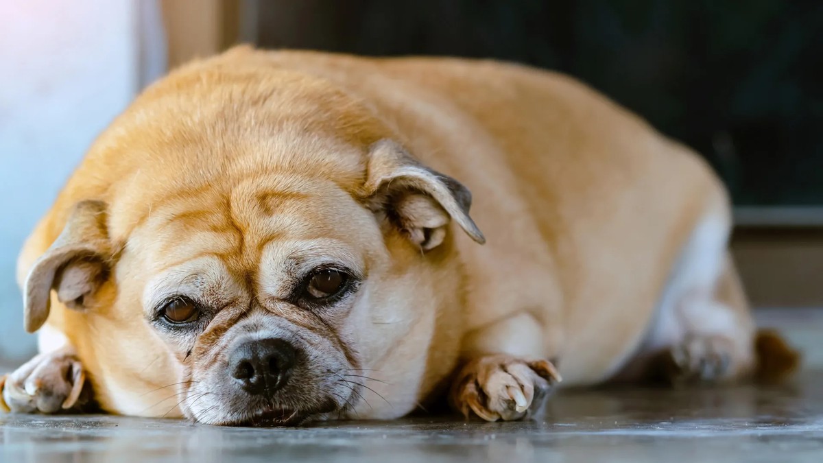 Trầm Cảm: Chiến Lược Sinh Tồn Kỳ Diệu Trong Lịch Sử Tiến Hóa