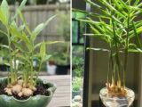 Tại Sao Gia Đình Nào Cũng Nên Trồng Gừng Trong Nhà?