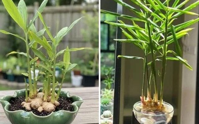 Tại Sao Gia Đình Nào Cũng Nên Trồng Gừng Trong Nhà?