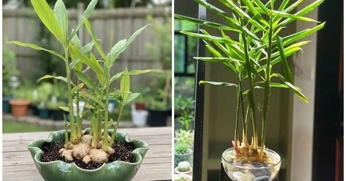 Tại Sao Gia Đình Nào Cũng Nên Trồng Gừng Trong Nhà?